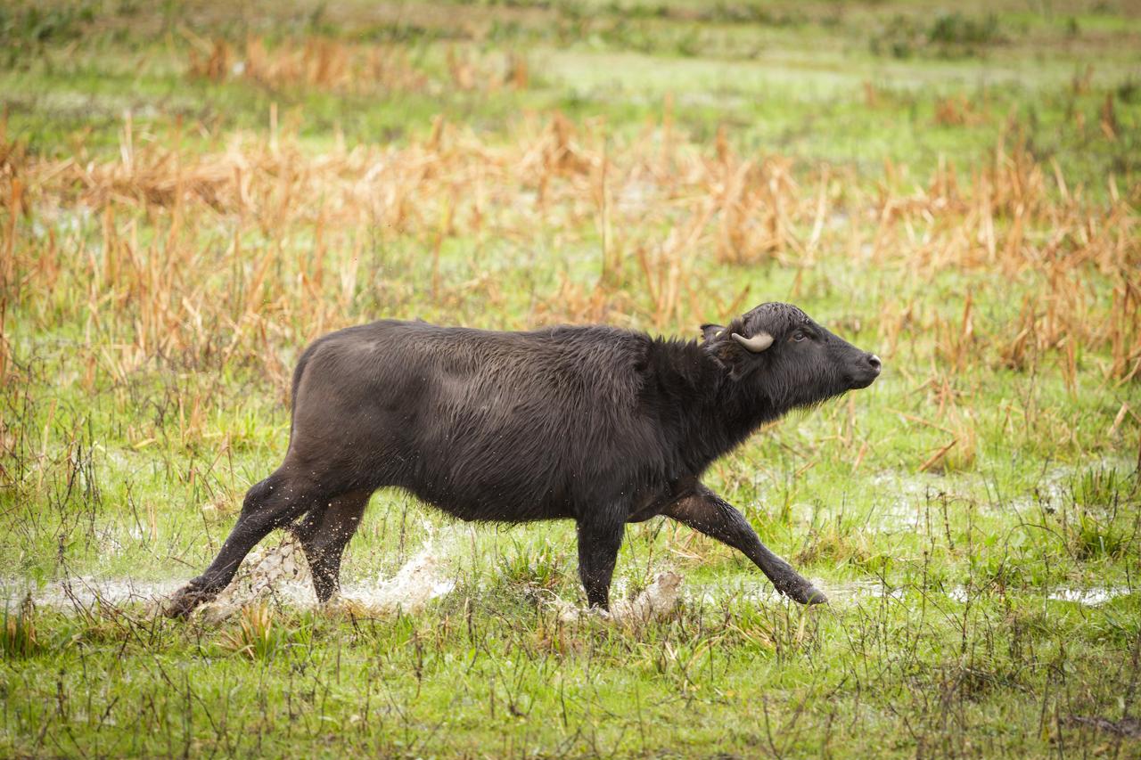 Búfalo de agua corriendo en el bañado del Delta del Paraná