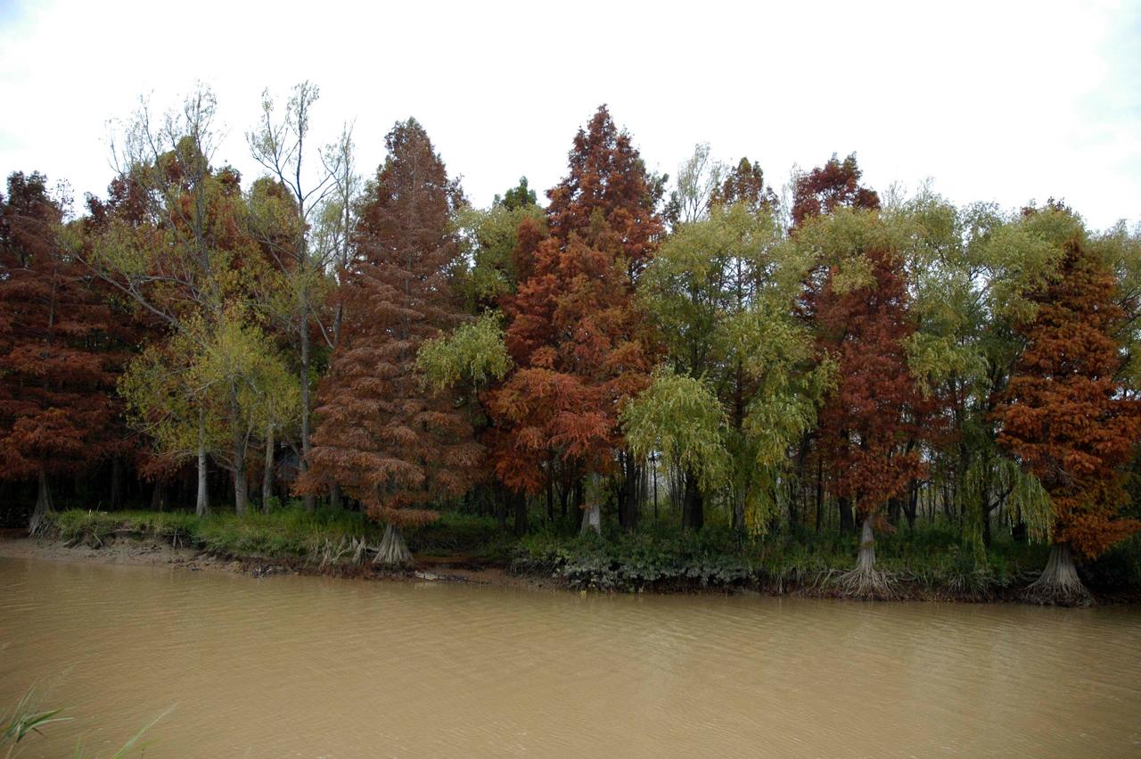 Arroyo del Delta del Paraná con cipreses en otoño