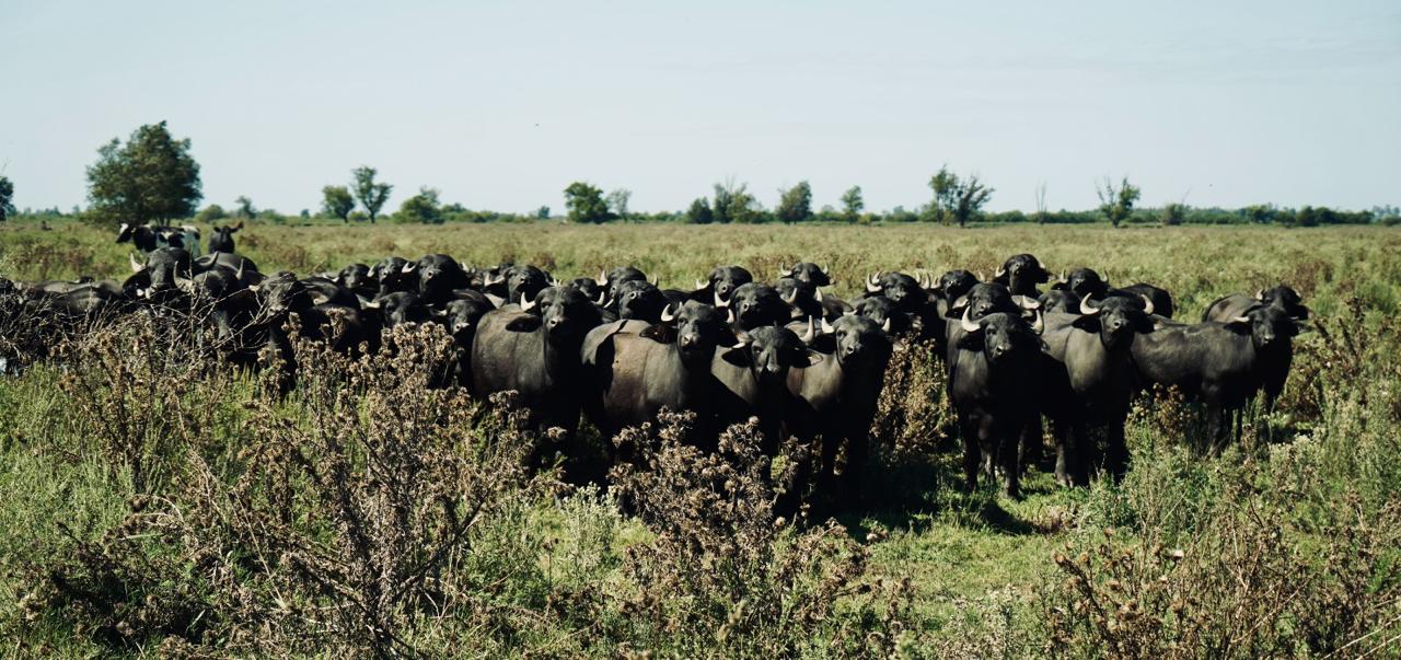 Rodeo de búfalos de agua en La Filiberta, Delta del Paraná