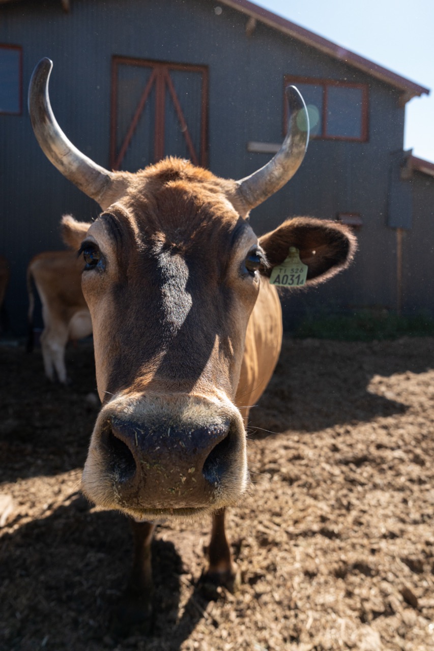 Vacas Jersey en Las Vertientes