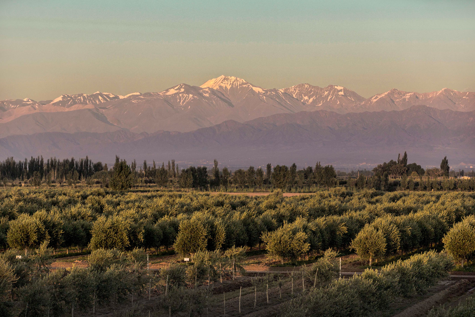 Olivar de Zuccardi en Mendoza, con la cordillera de fondo