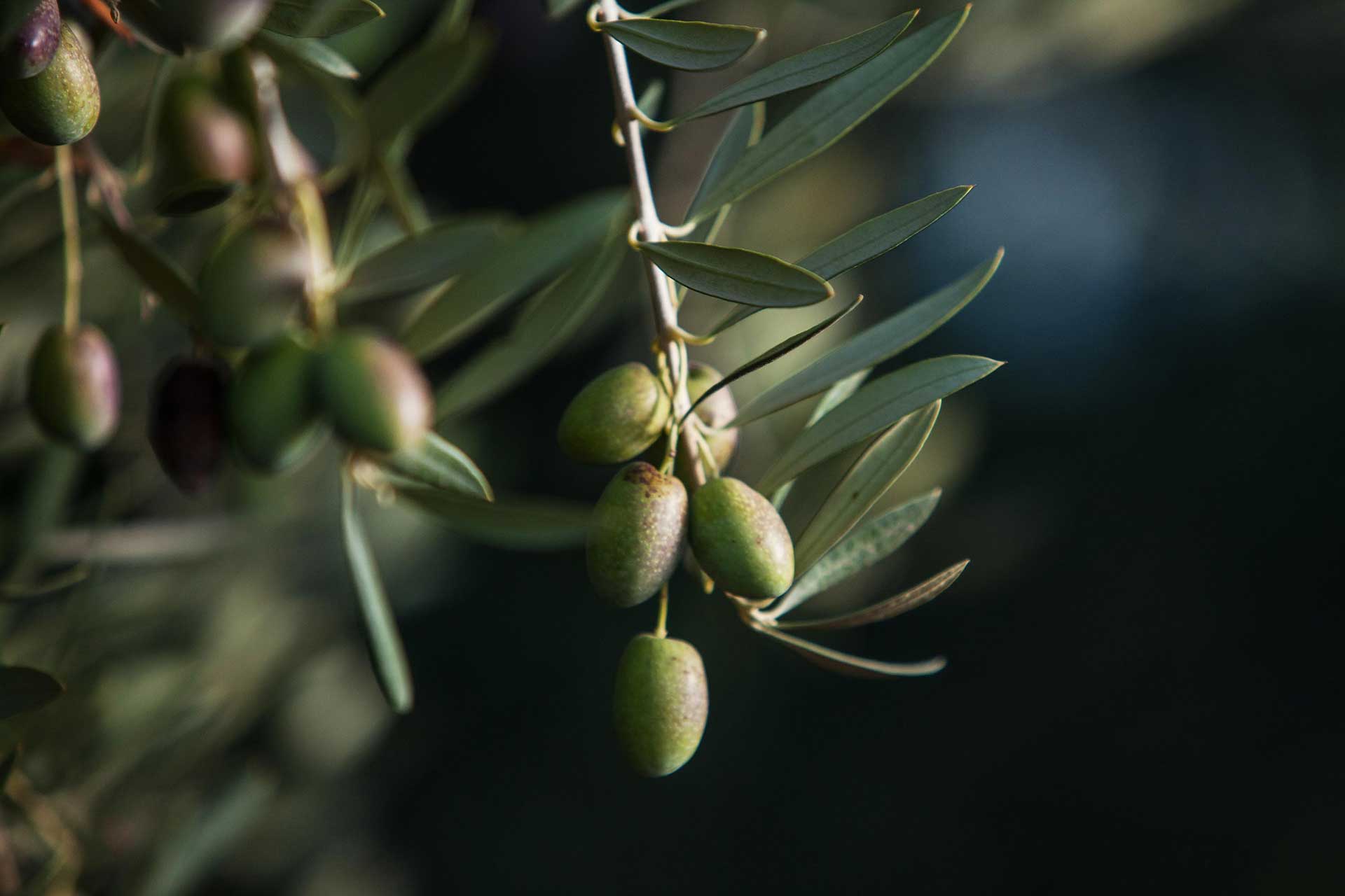 Aceitunas en la Finca Maipú
